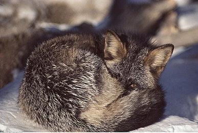 《学校怪异研究所》4月登陆Steam 校园系恐怖探索